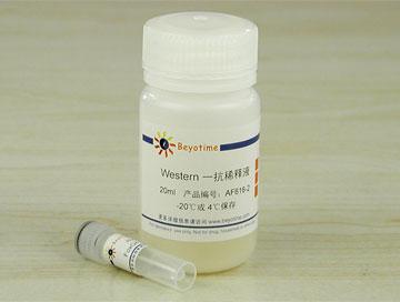 FoxO4抗体(兔多抗)